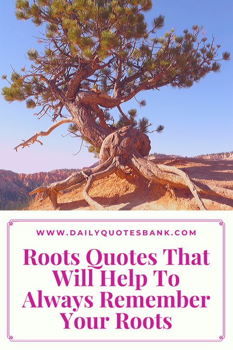 Deep Roots Quotes, Roots Quotes Family, Back To Roots Quotes, Tree Roots Quote, Roots Quotes Inspiration, Roots And Wings Quote, Tree Quotes Inspirational Short, Your Roots Quotes, Quotes About Roots