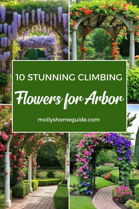 Discover the best climbing flowers and plants to enhance your garden features like arbors, arches, and pergolas! Whether you're looking for colorful climbing perennials or fast-growing vines to cover trellises, we've got you covered. Explore elegant options like climbing roses or vibrant climbers that will add a touch of elegance to your outdoor space. Elevate your garden design with these beautiful blooms that will create a stunning display and thrive in various climates. Side Yard Arbor Ideas, Climbing Perennials, Climbing Flowering Vines, Arched Trellis, Roses Climbing, Climbing Clematis, Fast Growing Vines, Garden Tips And Tricks, Climbing Plant Support