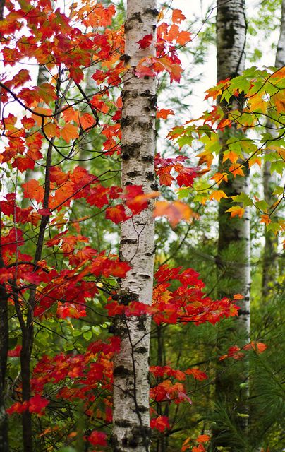 The most beautiful season of the Upper Michigan is officially here, the color peak should arrive in 1-2 weeks 자작나무 그림, Boom Kunst, Trip Planner, Autumn Scenes, Autumn Scenery, Fall Is Here, Autumn Beauty, Fall Pictures, Yellow Leaves