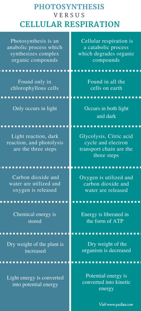 Difference Between Photosynthesis and Cellular Respiration Check more at https://in4arts.com/difference-between-photosynthesis-and-cellular-respiration.html Anaerobic Respiration, Oxidative Phosphorylation, Citric Acid Cycle, Photosynthesis And Cellular Respiration, Light Reaction, Electron Transport Chain, Chemical Energy, Cellular Respiration, High School Biology