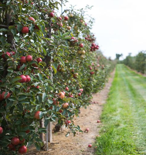 Edwards Apple Orchard, Northern Illinois Apple Orchard Background, Apple Orchard Fall, Edwards Apple Orchard, Fall Apple Orchard, Farm Orchard, Orchard Tree, Apple Orchard, Apple Picking, Autumn Beauty