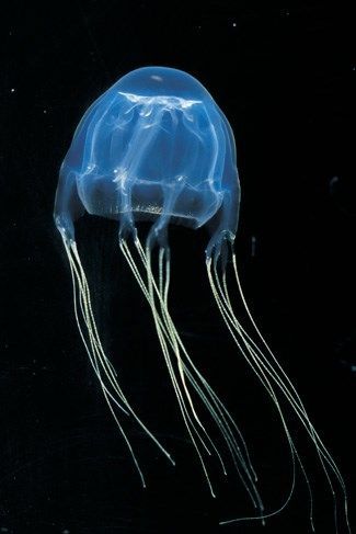 Chironex Fleckeri, Jellyfish Transparent, Box Jellyfish, Jellyfish Pictures, Deadly Animals, Australian Fauna, Australia Animals, Dangerous Animals, Underwater Creatures