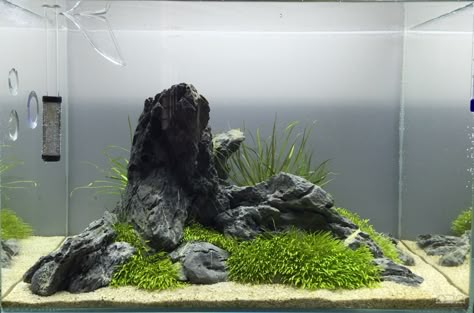 Simple planted sand seiryu stone sand Aquarium Images, Fish Tank Decoration Ideas, Tank Decoration Ideas, Ecosystem Aquarium, Stone Aquascape, Nano Pond, Pond Tank, Tropical Fish Tank, Plant Tank