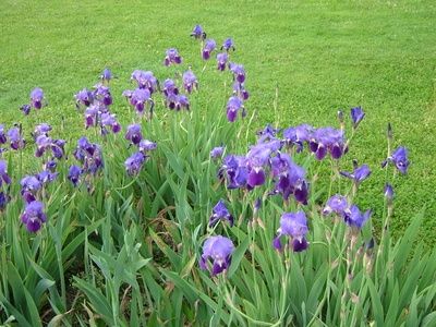 How to Dry & Store Iris Bulbs When To Transplant Iris, Divide Hostas, Plants Toxic To Dogs, Ranunculus Bulbs, Iris Bulbs, Purple Iris Flowers, Gladiolus Bulbs, Iris Rhizomes, Making Plant Pots