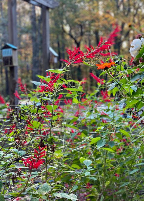 Grow Pineapple Sage in Your Garden | A Cook And Her Books Pineapple Sage Plant, Grow Pineapple, Growing Pineapple, Sage Plant, Pineapple Sage, Garden Tags, Southern Garden, Sun Garden, Master Gardener