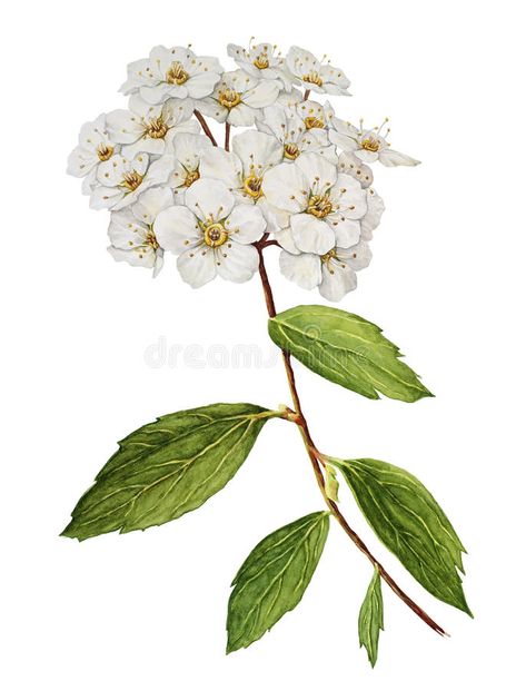 Spirea Flower Drawing, Spirea Flower Tattoo, Spirea Bush, Bush Flowers, Flower Thigh Tattoos, Fuchsia Flower, Birth Flower Tattoos, Flowers Png, Flower Watercolor