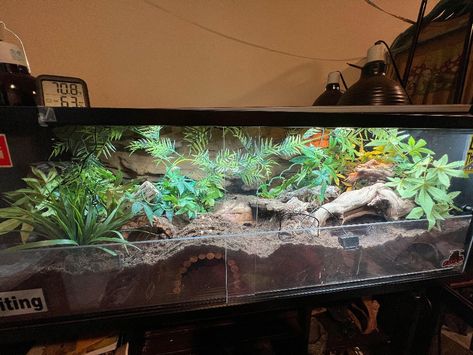 Garter Snake Terrarium, Aesthetic Snake Terrarium, Big Snake Enclosure, Goth Snake Enclosure, Naturalistic Reptile Enclosure, Curly Hair Tarantula Enclosure, Bio Active Leopard Gecko Tank, Kenyan Sand Boa Enclosure, Bioactive Leopard Gecko Tank