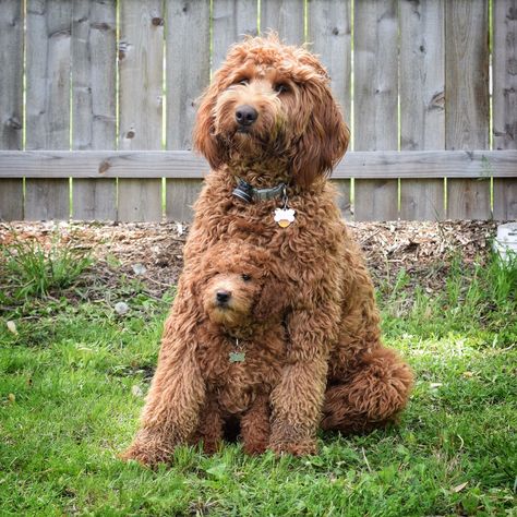 Standard and Mini goldendoodle. Follow then on Instagram - @dublyndoodle Anjing Poodle, Australian Labradoodle Puppies, Double Doodle, Chien Shih Tzu, Golden Doodles, Australian Labradoodle, Labradoodle Puppy, Mini Goldendoodle, Golden Doodle