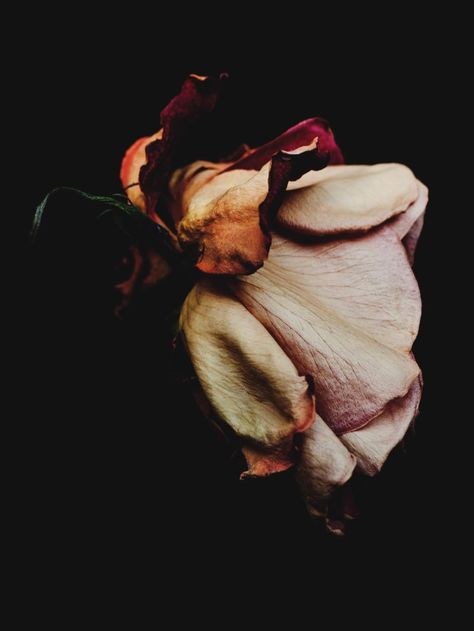 - Decaying Flowers, Billy Kidd, Billy Kid, Loki Aesthetic, Slytherin Aesthetic, Green Aesthetic, Flowers Photography, A Flower, In The Middle