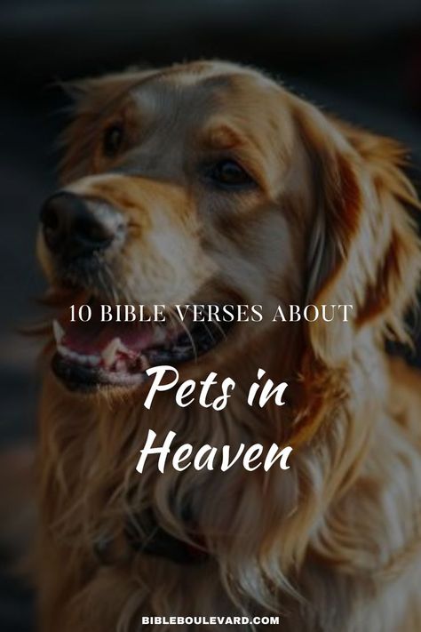 10 Bible Verses About Pets in Heaven Dog Going To Heaven, Message From Dog In Heaven, Pets In Heaven, Bible Verse For Loss Of Dog, All Dogs Go To Heaven Quotes, Dog Died Quotes Sympathy, Dog Loss Captions, Losing A Pet Quote Dogs, Quotes About Losing A Dog