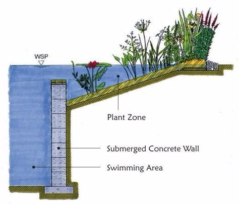 How to build a natural swimming pool in your backyard in 7 steps Pool Plants, Swimming Pool Pond, Natural Swimming Ponds, Dengeki Daisy, Swimming Pond, Natural Pond, Natural Swimming Pools, Natural Swimming Pool, Dream Pools