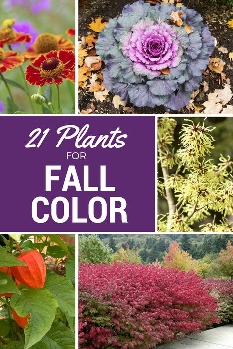 If you long for a bit of color in your autumn yard, take heart. Here are 21 plants that will provide vibrant color and visual interest in your fall landscape, even as cooler days give way to winter. Fall Flowers Garden, Fall Lawn, Fall Landscaping, Winter Gardening, Fall Landscape, Winter Plants, Magic Garden, Take Heart, Landscaping Tips