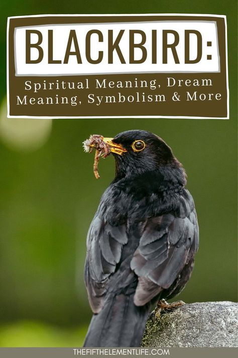 BlackBird Spiritual Meaning Bird Symbolism, Bird Meaning, Spirit Animal Meaning, Blackbird Singing, Animal Meanings, Black Birds, Icon X, Animal Symbolism, Dream Symbols