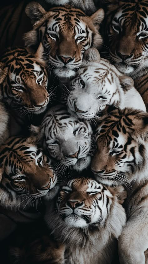 Tiger Wallpaper, Tiger Pictures, Cat Background, Animal Print Wallpaper, Paws And Claws, Trending Pins, Majestic Animals, Pinturas Disney, Phone Wallpaper Images