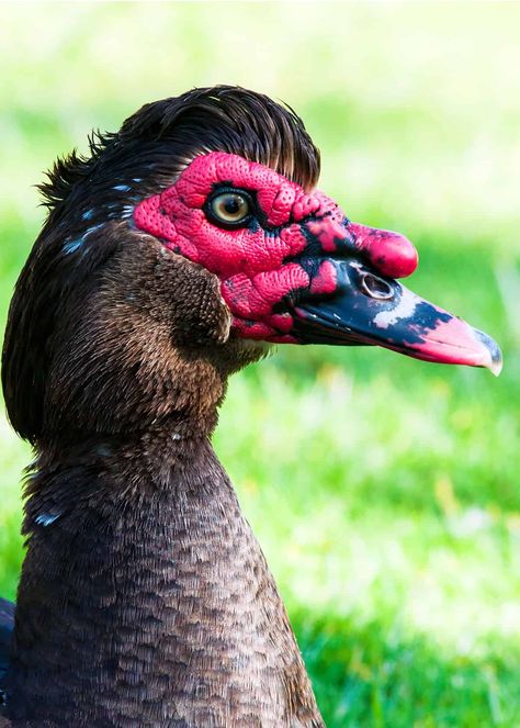 Facts about muscovy ducks #muscovyducks #ducks #birding #birds Duck Care, Sebastopol Geese, Muscovy Ducks, Feathered Dinosaurs, Backyard Ducks, Duck Breeds, Duck Coop, Muscovy Duck, Duck Farming