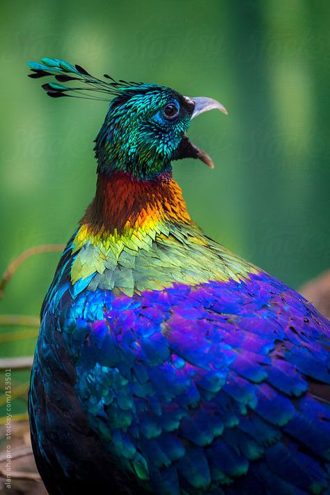 Himalayan Monal Himalayan Monal, Giant Sunflower, Most Beautiful Birds, Rare Birds, Airbrush Art, Colorful Animals, All Birds, Exotic Birds, Pretty Birds