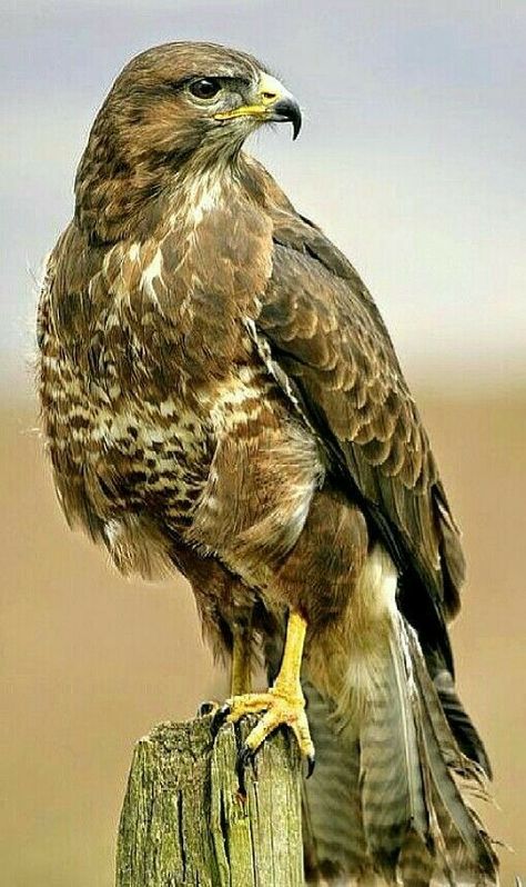 Raptor Bird, Wild Animal Wallpaper, Regnul Animal, Eagle Pictures, Don't Sleep, Most Beautiful Animals, Rare Birds, Rare Animals, Funny Birds