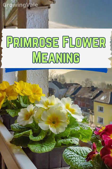 Primrose Flower Meaning Carnation Flower Meaning, Primrose Flowers, Primrose Flower, Deadheading, Flower Meanings, Carnation Flower, Spring Sign, Vibrant Flowers, Spring Blooms