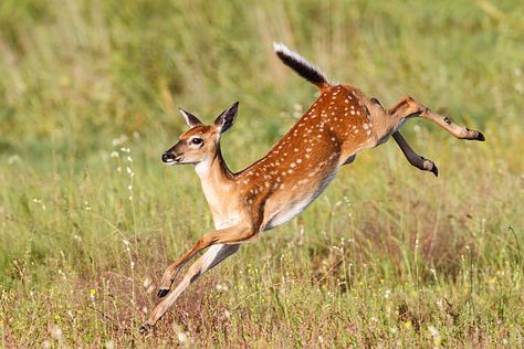 Deer Jumping, Running Illustration, Fawn Deer, Deer Drawing, Deer Running, Fawns Deer, Deer Photos, Deer Pictures, Winter Art Projects