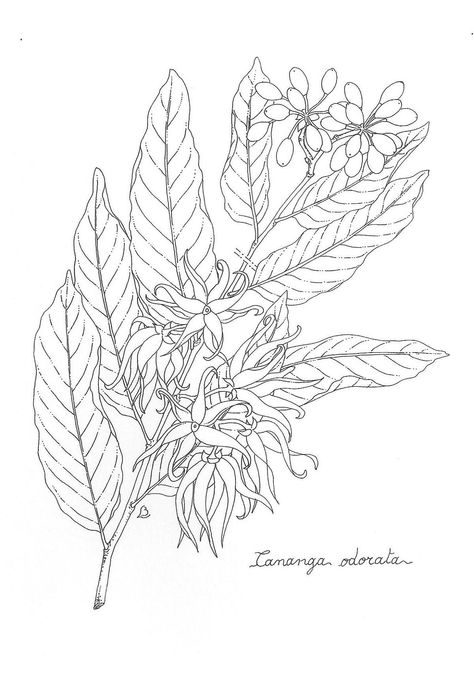 Ylang Ylang Ylang Ylang Flower Tattoo, Ylang Ylang Flower Aesthetic, Ylang Ylang Tattoo, Tropical Flower Tattoos, Ylang Ylang Flower, Motif Batik, Monogram Art, Simple Line Drawings, Creating Artwork