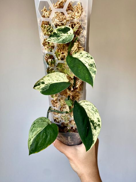 Half moon Scindapsus Jade Satin growing up a clear plastic moss pole Scindapsus Jade Satin Variegated, Plantas Interior, Moss Pole, Green House, Plant Collection, Rare Plants, Half Moon, Clear Plastic, Indoor Plants