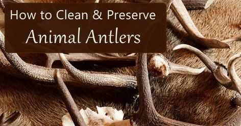 Learn how to clean animal antlers, including antlers attached to skulls, velvet antlers, protective coatings for antlers, and restoring color to antlers. Antler Shed Ideas, Elk Horns, Deer Antler Crafts, Antler Mount, Deer Antler Decor, Hunting Diy, Antler Crafts, Deer Mounts, Solid Oak Table