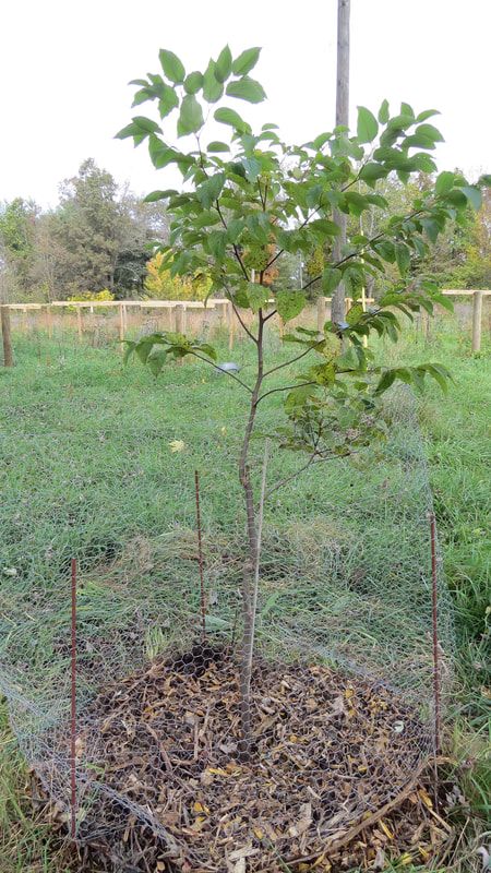 Protecting Trees From Deer, Deer Proof, Herbal Tea Garden, Orchard Garden, Cattle Panels, Deer Fence, Baby Fruit, Berry Bushes, Tree Base