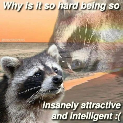 Raccoon Memes, Awesome Possum, Text Memes, Cute Raccoon, Raccoon Funny, Magnum Opus, Trash Panda, Silly Animals, Funny Reaction Pictures