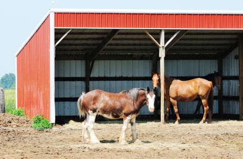 Dry Lots and Shelter of Shade Cheap Roofing, Aggressive Animals, Four Horses, Horse Shelter, Farm Shed, Run In Shed, Roofing Options, Two Horses, Horse Property