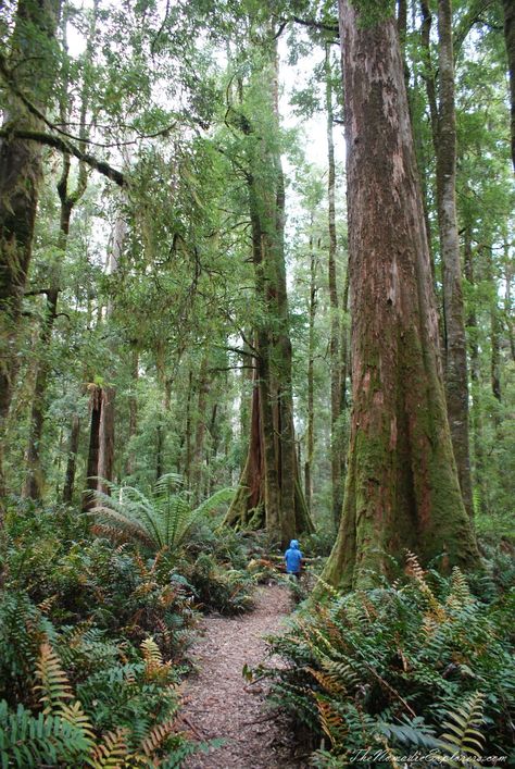 Tasmania, Day 6. Green Point Beach, West Point, Arthur River, South Arthur Forest Drive (Tarkine Drive) Tasmania Forest, Manifest Romance, Australian Forest, Australia Forest, Gumnut Baby, Environmental Advocacy, Explore Australia, Forest Habitat, Tiger Painting