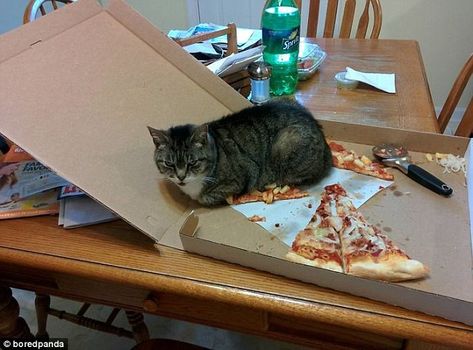 Still want a slice? This cat got back at its owner after being left out of the pizza delivery Pineapple Pizza, Pizza Cat, Cat Top, 웃긴 사진, Cat And Dog, Funny Cat Pictures, Dog Eating, Cute Animal Pictures, Funny Animal Pictures