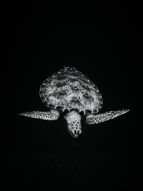 Turtle Black And White, Underwater Turtle, Animal Black And White, Black And White Ocean, Black And White Animals, Iphone Wallpaper Cat, Stippling Art, Trip To Hawaii, Sea Life Art