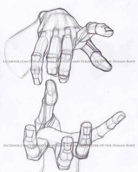 Hand Anatomy Sketch, Hands Digital Art, Small Backyard Landscape, Hand Anatomy, Draw Hands, Drawing Tutorial Face, Hand Drawing Reference, Backyard Landscape, Anatomy Sketches