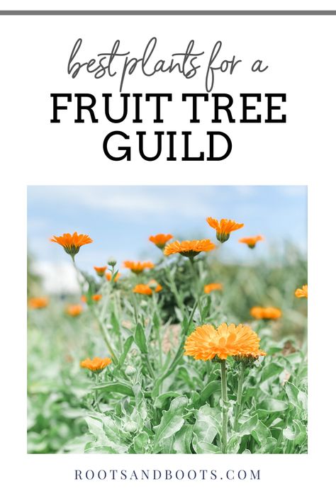 Fruit Tree Guild Companion Planting, Peach Tree Guild Plans, Fruit Forest Garden, Permaculture Guilds Fruit Trees, Fruit Guild Layout, Underplanting Fruit Trees, Pomegranate Tree Guild, Fruit Tree Guild Permaculture Design, Plum Tree Guild