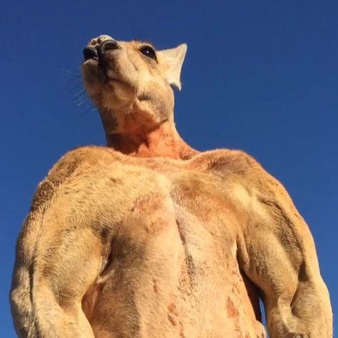 Roger the Kangaroo Flexes His Giant Muscles In an Effort to Make His Human Go Away Male Kangaroo, Bird People, Native American Pictures, Gym Video, Australian Wildlife, Incredible Creatures, Australian Animals, Cool Pets, Funny Animal Pictures