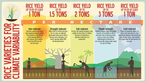 Infographic - Rice varieties for climate variabilities on Behance Life Cycle Infographic, Cycle Infographic, Rice Varieties, Life Cycle, Life Cycles, Rice, Quick Saves