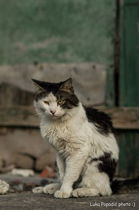 Cat Street Manga, Cat On Street, Cat In The Street, Street Animals, Street Cats Aesthetic, Stray Cat Photography, Stray Animals, Cat On Street Night, Alley Cats