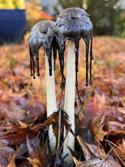 Ink Cap Mushroom, Inky Cap Mushroom, A Sense Of Place, The Suburbs, Sense Of Place, To Look, That Look, Look At, Stuffed Mushrooms