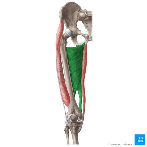 Adductor Magnus Muscle, Sartorius Muscle, Hip Anatomy, Hip Flexor Pain, Arteries And Veins, Human Body Anatomy, Muscular System, Medical School Studying, Lower Limb