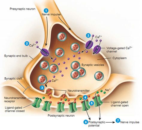 The neuromuscular junction is a synapse between a nerve fiber and a muscle fiber. Just one nerve fiber is able to stimulate several points within the neuromuscular junction. The structure also depicted shows the synaptic knob and synaptic cleft. The knob is the site of synaptic vesicles and where neurotransmitters are released, the cleft is the space where these neurotransmitters diffuse through. Nervous System Anatomy, Neuromuscular Junction, Holistic Education, Medical Student Study, Study Flashcards, Human Body Anatomy, Biology Lessons, Medical School Studying, Teaching Biology