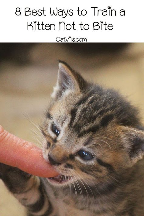 Kitten Tips, Kitten Biting, Train A Cat, Training A Kitten, Kitten Training, Cat Tips, Cat Nutrition, Cat Ideas, Cat Hacks