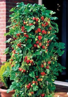 Hanging strawberry plant.... I did mine in a 2 liter soda bottle but im thinking of making some grow bags for most of whats growing in my garden :) Growing Strawberries Vertically, Vertical Vegetable Gardens, Garden Pallet, Growing Strawberries, Strawberry Plants, Secret Gardens, Pallet Garden, Meteor Garden, Have Inspiration