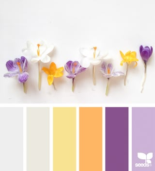 Flora Hues | design seeds | Bloglovin’ Visuell Identitet, Seeds Color, Color Concept, Colour Pallets, Color Palette Yellow, Spring Color Palette, Nature Spring, Color Schemes Colour Palettes, Design Seeds