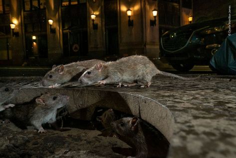 Photo of Fox Scaring Marmot Wins Wildlife Photographer of the Year 2019 Tibetan Fox, Brown Rat, The Rat Pack, Young Fox, North Sulawesi, Aigle Royal, Wildlife Photographer, Rat Pack, Wildlife Photos