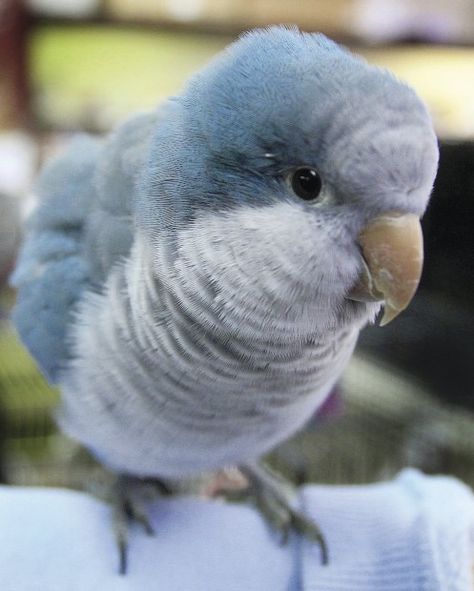 Blue Mutation Quaker Parrot Blue Quaker Parrot, Quaker Parrot, Monk Parakeet, Birds For Sale, Parrot Bird, Exotic Birds, Pretty Birds, Colorful Birds, Cute Birds