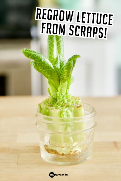 lettuce growing out of a glass pot in the kitchen Grow Lettuce From Scraps, How To Grow Lettuce From Scraps, Scrap Gardening, Grow From Scraps, Regrow From Scraps, Regrow Lettuce, Romaine Lettuce Growing, Regrow Green Onions, Grow Lettuce