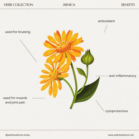 Arnica is a perennial herb from the sunflower family. The flowers are daisy like and are used in homeopathic products to help with bruising, aches, and pains-- specifically the Arnica Montana species. It's bioactive compounds can help protect your cells, however, it is not a gentle plant, and should never be taken through oral preparations. Topical arnica products such as salves, creams, and ointments are the safest way to use this herb. Disclaimer: For educational purposes only and should ... Arnica Benefits, Arnica Flower, Sunflower Family, Arnica Montana, For Educational Purposes Only, Perennial Herbs, The Sunflower, Tattoo Sleeve, Montana