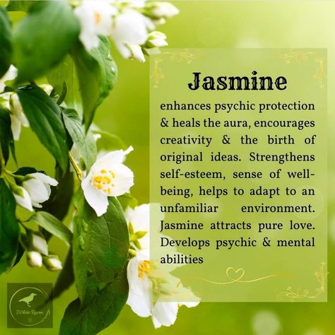 Jasmine Meaning, Jasmine Meaning Witchcraft, Meaning Of Jasmine Flower, Jasmine Spiritual Meaning, Jasmine Incense Benefits, Magical Properties Of Jasmine, Jasmine Flower Symbolism, Medicinal Oils, Jasmine Incense