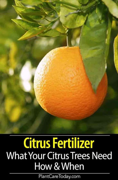 Citrus Fertilizer - What kind do your citrus trees need? How to fertilize young and old trees? When to fertilize trees? [DETAILS] Lemon Tree Potted, Citrus Tree Indoor, Growing Lemon Trees, Growing Citrus, Tangerine Tree, Planting Fruit Trees, Mandarin Tree, Growing Fruit Trees, Citrus Plant