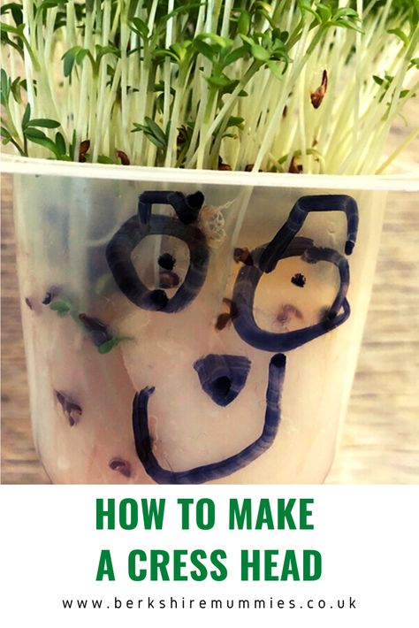 Step by step instructions of how to make a Cress Head. A great little project to do at home with children. What the seeds grow and eat the cress once long enough. #growingcress #cress #plantingseeds #greenfingers #littlegardener #gardeningwiththekids #lockdownactivity Cress Heads, Cress Plant, How Plants Grow, Plant Lessons, Plant Crafts, Family Garden, Church Crafts, Growing Seeds, Plastic Pots